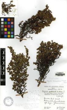 Type specimen at Edinburgh (E). Hilliard, Olive; Burtt, Brian: 13561. Barcode: E00217885.