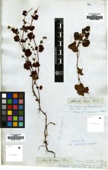 Type specimen at Edinburgh (E). Drège, Jean: . Barcode: E00217886.