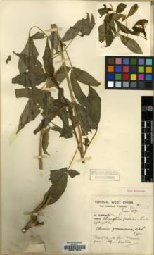 Type specimen at Edinburgh (E). Forrest, George: 13762. Barcode: E00217923.