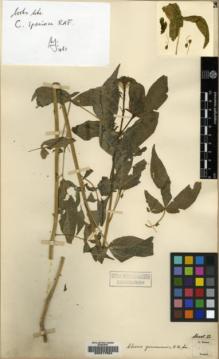 Type specimen at Edinburgh (E). Forrest, George: 13762. Barcode: E00217924.