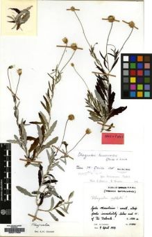 Type specimen at Edinburgh (E). Lavranos, John: 11441. Barcode: E00217929.