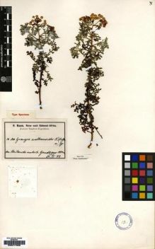 Type specimen at Edinburgh (E). Baum, Hugo: 126. Barcode: E00217930.
