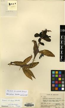 Type specimen at Edinburgh (E). Fang, W.: 2916. Barcode: E00217937.