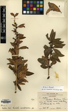 Type specimen at Edinburgh (E). Schneider, Camillo: 1763. Barcode: E00217952.