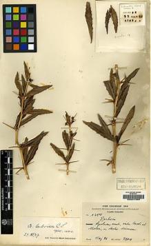 Type specimen at Edinburgh (E). Schneider, Camillo: 1384. Barcode: E00217956.