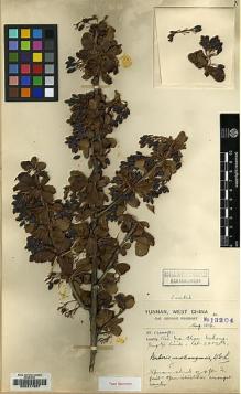 Type specimen at Edinburgh (E). Forrest, George: 13204. Barcode: E00217957.