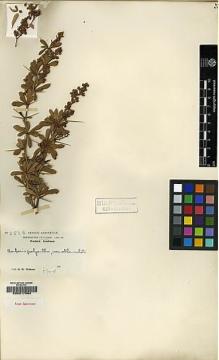 Type specimen at Edinburgh (E). Wilson, Ernest: 2868. Barcode: E00217964.