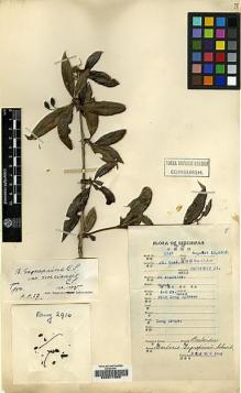 Type specimen at Edinburgh (E). Fang, W.: 2916. Barcode: E00217966.