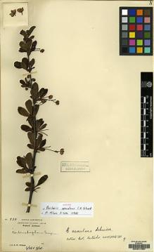 Type specimen at Edinburgh (E). Wilson, Ernest: 930. Barcode: E00217967.