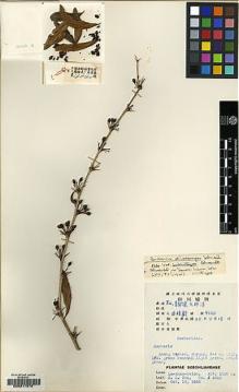 Type specimen at Edinburgh (E). Chu, K.: 4040. Barcode: E00217970.