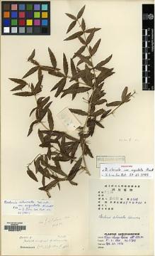 Type specimen at Edinburgh (E). Chu, K.: 2368. Barcode: E00217971.