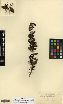 Type specimen at Edinburgh (E). Cavalerie, Pierre: 3209. Barcode: E00217973.