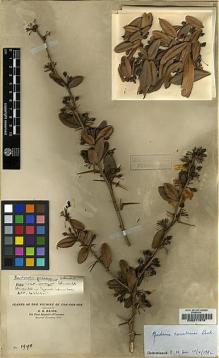 Type specimen at Edinburgh (E). Maire, Edouard-Ernest: 1998. Barcode: E00217978.