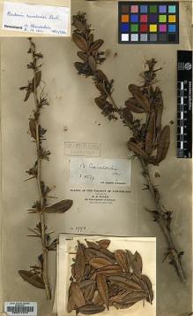 Type specimen at Edinburgh (E). Maire, Edouard-Ernest: 1998. Barcode: E00217979.