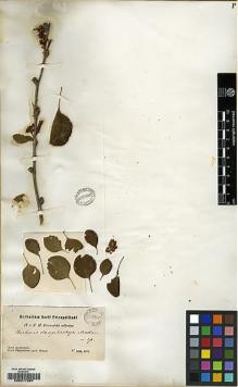 Type specimen at Edinburgh (E). Przewalski, Nikolai: . Barcode: E00217987.