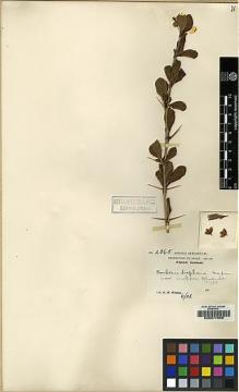 Type specimen at Edinburgh (E). Wilson, Ernest: 2865. Barcode: E00217989.