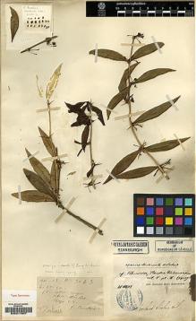 Type specimen at Edinburgh (E). Cavalerie, Pierre: 3043. Barcode: E00217997.
