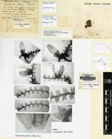 Type specimen at Edinburgh (E). : 7. Barcode: E00219149.