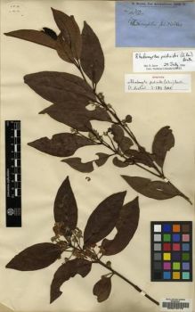 Type specimen at Edinburgh (E). Brown, Robert: 4810. Barcode: E00219770.