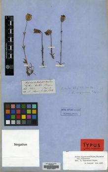 Type specimen at Edinburgh (E). Hooker, Joseph; Thomson, Thomas: . Barcode: E00219857.