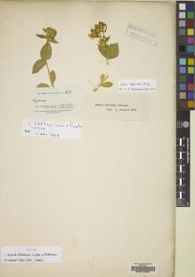 Type specimen at Edinburgh (E). Maclagan, Robert: 633. Barcode: E00219890.
