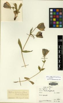 Type specimen at Edinburgh (E). Sharma, K.: 66. Barcode: E00219913.