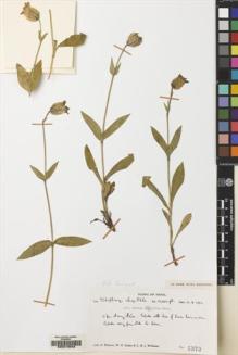 Type specimen at Edinburgh (E). Polunin, Oleg; Sykes, William; Williams, Leonard: 5373. Barcode: E00219948.