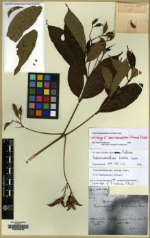 Type specimen at Edinburgh (E). Balansa, Benedict: 2102. Barcode: E00220039.