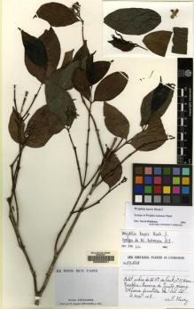 Type specimen at Edinburgh (E). Fleury, F.: 37.648. Barcode: E00220041.