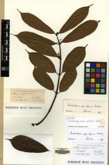 Type specimen at Edinburgh (E). Hooker, Joseph: 5. Barcode: E00220042.
