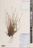 Fimbristylis umbellaris — ảnh 3