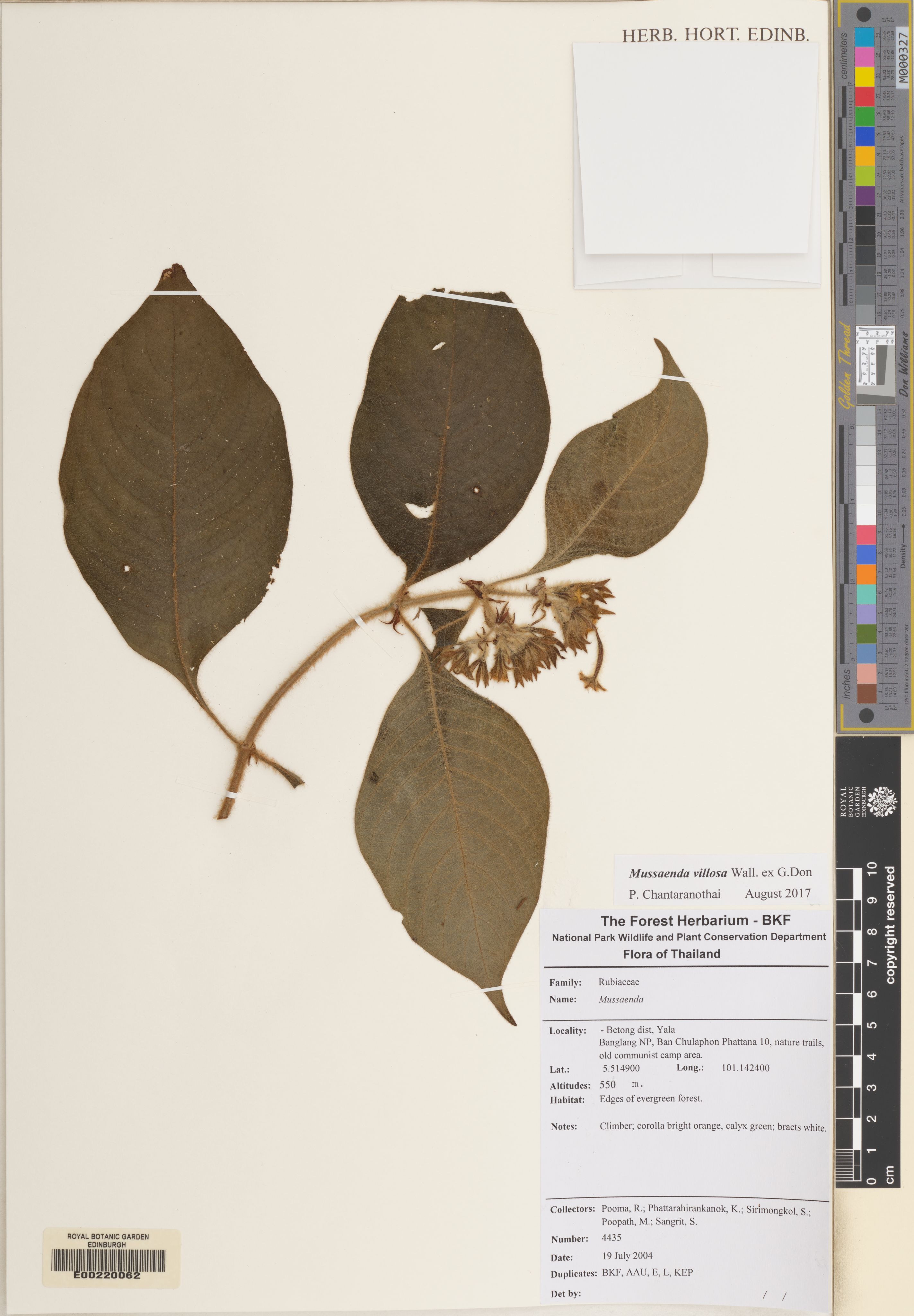 Mussaenda villosa — ảnh 2