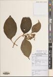 Mussaenda villosa — ảnh 3