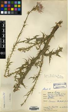 Type specimen at Edinburgh (E). Davis, Peter; Dodds, J.; Çetik, R.: 20424. Barcode: E00220266.