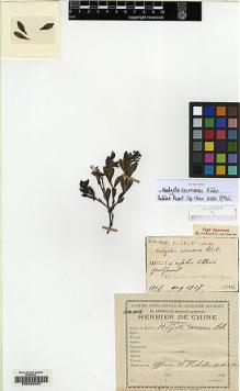 Type specimen at Edinburgh (E). Faurie, Urbain: 1907. Barcode: E00220481.