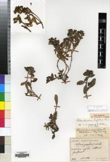Type specimen at Edinburgh (E). Faurie, Urbain: 703. Barcode: E00220482.