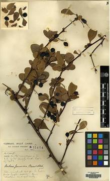 Type specimen at Edinburgh (E). Forrest, George: 11474. Barcode: E00220925.