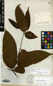 Type specimen at Edinburgh (E). Schomburgk, Robert: 601. Barcode: E00220994.