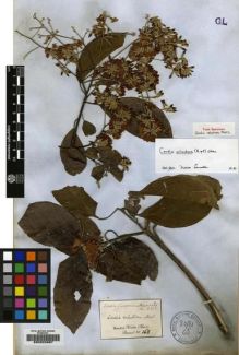 Type specimen at Edinburgh (E). Martius, Carl: 268. Barcode: E00220997.