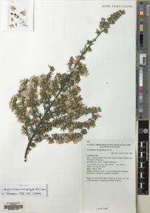 Type specimen at Edinburgh (E). Jobson, Peter: 4354. Barcode: E00221157.