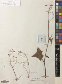 Type specimen at Edinburgh (E). Sellow, Friedrich: . Barcode: E00221623.