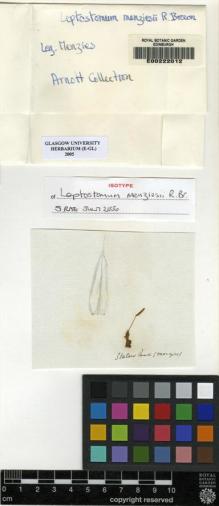 Type specimen at Edinburgh (E). Menzies, Archibald: . Barcode: E00222012.
