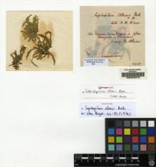 Type specimen at Edinburgh (E). Allioni, M.: . Barcode: E00222015.