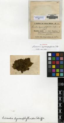 Type specimen at Edinburgh (E). Schiffner, Victor: 224. Barcode: E00222052.