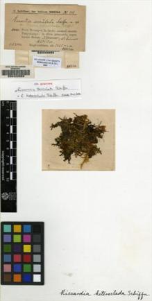 Type specimen at Edinburgh (E). Schiffner, Victor: 216. Barcode: E00222053.