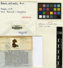 Type specimen at Edinburgh (E). : . Barcode: E00222054.