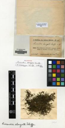 Type specimen at Edinburgh (E). Schiffner, Victor: 126. Barcode: E00222055.