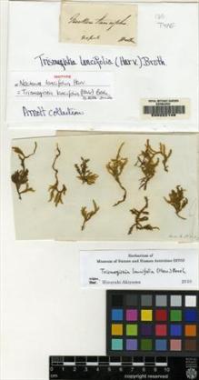 Type specimen at Edinburgh (E). Wallich, Nathaniel: 100. Barcode: E00222146.