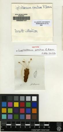 Type specimen at Edinburgh (E). Brown, Robert: . Barcode: E00222147.
