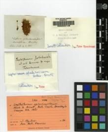 Type specimen at Edinburgh (E). Beechey's Voyage [Collectors: Lay & Collie]: . Barcode: E00222148.